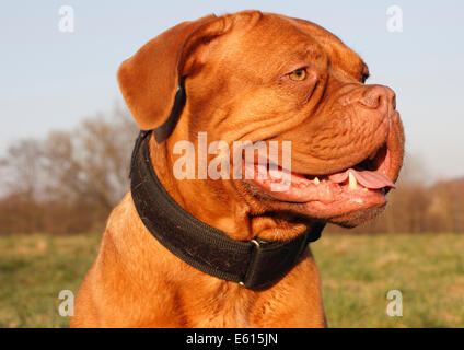 Dogue de Bordeaux ou Bordeaux Mastiff, portrait Banque D'Images
