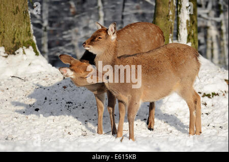 Dybowski's cerf Sika ou Oussouri cerf sika (Cervus nippon) hortulorum, femme en hiver, originaire d'Asie, captive, Allemagne Banque D'Images