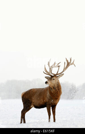 Red Deer (Cervus elaphus), stag en hiver, captive, Rhénanie du Nord-Westphalie, Allemagne Banque D'Images