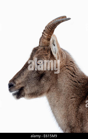 Bouquetin des Alpes (Capra ibex), femme en hiver, Allemagne Banque D'Images