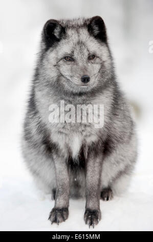 Le renard polaire ou Renard arctique (Vulpes lagopus, Alopex lagopus) en hiver, captive, Allemagne Banque D'Images