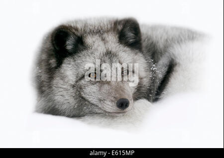 Le renard polaire ou Renard arctique (Vulpes lagopus, Alopex lagopus), couché dans la neige, captive, Allemagne Banque D'Images