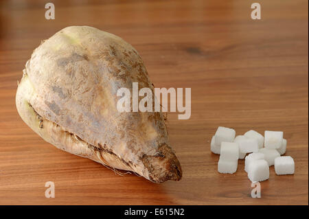 La betterave à sucre (Beta vulgaris ssp. vulgaris var. altissima) et des morceaux de sucre, sucre blanc, sucre raffiné Banque D'Images