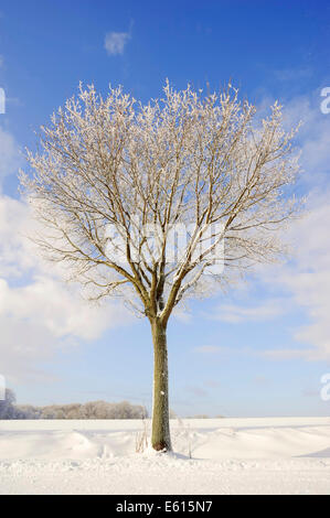 Chêne pédonculé ou chêne pédonculé (Quercus robur, Quercus walkeri) en hiver, en Rhénanie du Nord-Westphalie, Allemagne Banque D'Images