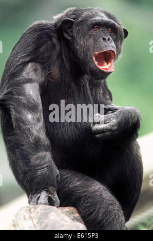 Chimpanzé (Pan troglodytes), homme du bâillement, originaire d'Afrique, captive, Allemagne Banque D'Images