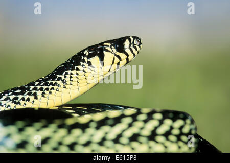 Caninana (Spilotes pullatus) originaire d'Amérique du Sud, captive, Allemagne Banque D'Images