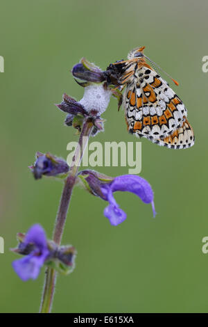 Spotted Fritillary ou rouge-bande fritillary (Melitaea didyma), Bade-Wurtemberg, Allemagne Banque D'Images