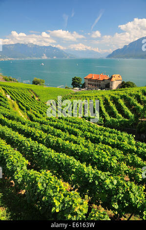 Vue sur les vignobles de Château de Glérolles et le lac de Genève en direction de la vallée du Rhône, Suisse, Lavaux Saint-Saphorin Banque D'Images