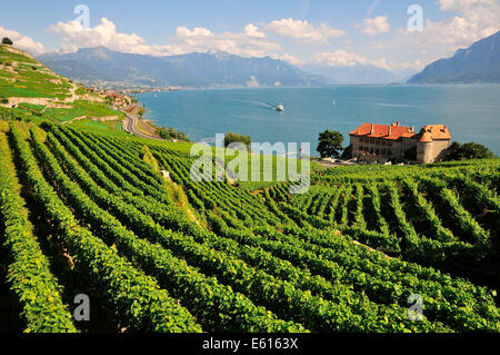 Vue sur les vignobles de Château de Glérolles et le lac de Genève en direction de la vallée du Rhône, Suisse, Lavaux Saint-Saphorin Banque D'Images