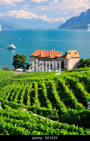 Vue sur les vignobles de Château de Glérolles et le lac de Genève en direction de la vallée du Rhône, Suisse, Lavaux Saint-Saphorin Banque D'Images