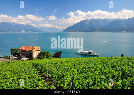 Vue sur les vignobles de Château de Glérolles et le lac de Genève en direction de la vallée du Rhône, Suisse, Lavaux Saint-Saphorin Banque D'Images