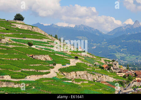 Vignobles en terrasses avec des arbres solitaires, le lac de Genève, Saint-Saphorin, Lavaux, Canton de Vaud, Suisse Banque D'Images