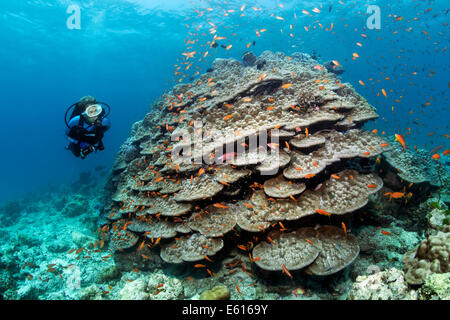 Scuba Diver à à une grande pierre corail avec Anthias (Anthiinae), Lhaviyani Atoll, Maldives, océan Indien Banque D'Images