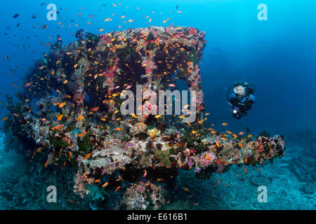 Scuba Diver plongée dans une épave, envahi par la bonite II, Anthias (Anthiinae), 'Le Chantier', site de plongée Lhaviyani Atoll Banque D'Images