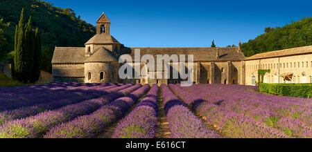 L'abbaye cistercienne romane du xiie siècle de Notre-Dame de Sénanque situé au milieu des champs de lavande en fleurs, à proximité de Gordes Banque D'Images