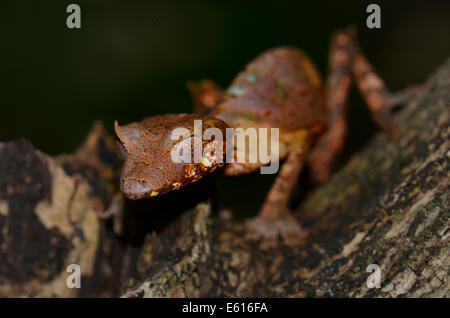 Feuille sataniques Gecko Uroplatus phantasticus (Queue), Ranomafana, Madagascar Banque D'Images