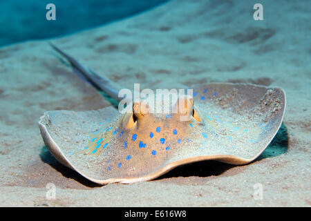 Ribbontail Bluespotted (Taeniura lymma ray) sur fond de sable, Makadi Bay, Mer Rouge, Hurghada, Egypte Banque D'Images