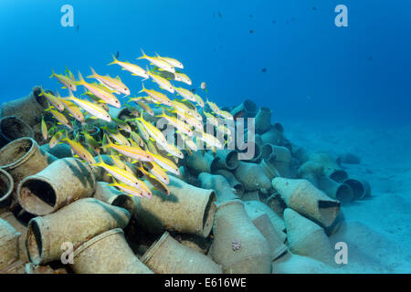 L'École de l'albacore (Mulloides vanicolensis Rouge-barbet) sur l'amphora, Makadi Bay, Mer Rouge, Hurghada, Egypte Banque D'Images