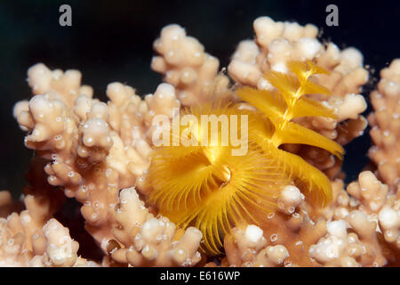 Ver arbre de Noël (Spirobranchus giganteus) sur l'Acropora-stone (coraux Acropora sp.), Makadi Bay, Mer Rouge, Hurghada, Egypte Banque D'Images