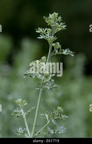 L'Armoise commune, Artemisia absinthium Banque D'Images