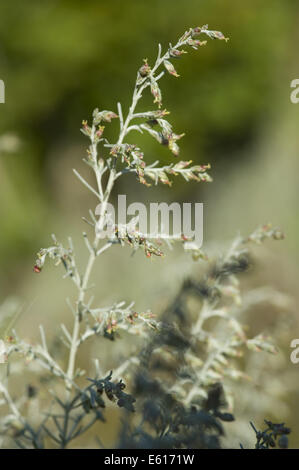 Absinthe, Artemisia maritima mer Banque D'Images