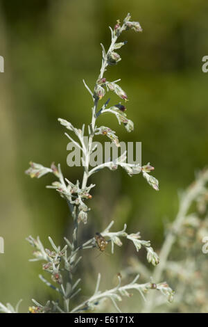 Absinthe, Artemisia maritima mer Banque D'Images