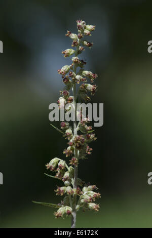 L'Armoise commune, Artemisia vulgaris Banque D'Images