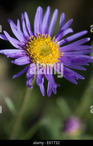 Aster, Aster alpinus alpin Banque D'Images