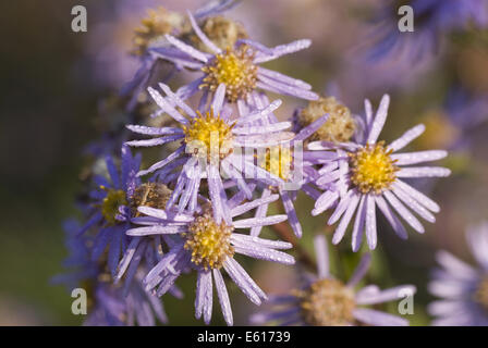 Aster, Aster amellus italien Banque D'Images