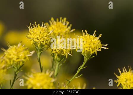 Boucle d'Aster, Aster linosyris Banque D'Images