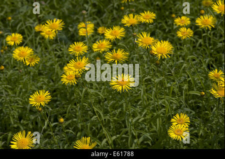 Oxeye daisy jaune, Buphthalmum salicifolium Banque D'Images