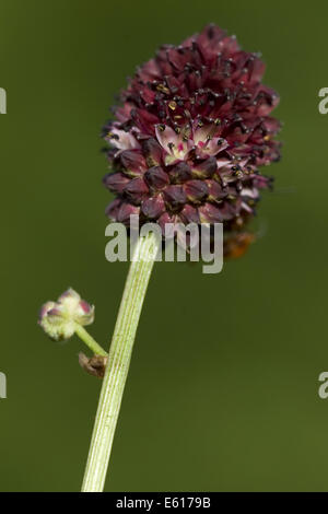 Sanguisorba officinalis Banque D'Images