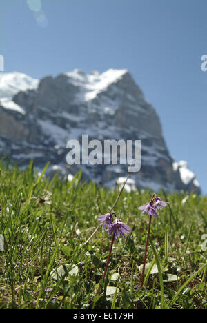 Snowbell, soldanella alpina alpine Banque D'Images