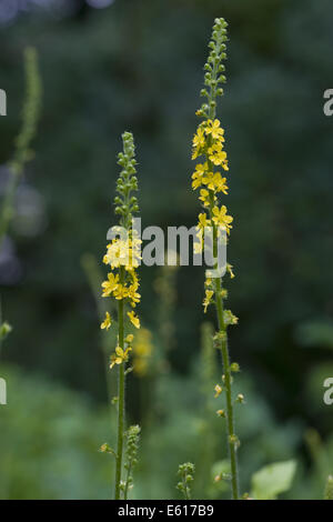 Aigremoine, agrimonia eupatoria commun Banque D'Images