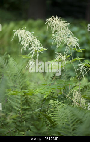 Barbe de chèvre, Aruncus dioicus Banque D'Images