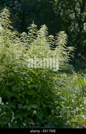 Barbe de chèvre, Aruncus dioicus Banque D'Images