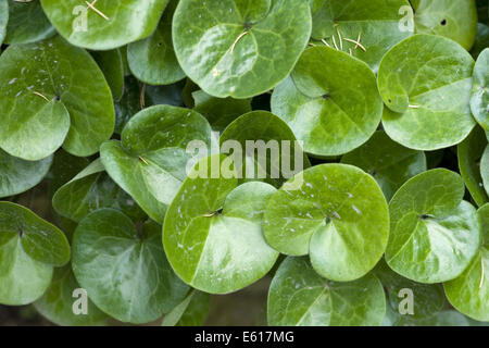 Le gingembre sauvage européenne, asarum europaeum Banque D'Images