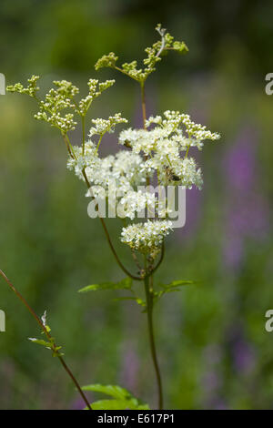 La reine-des-Prés, Filipendula ulmaria Banque D'Images