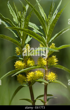 Lysimachia thyrsiflora salicaire, touffetés Banque D'Images