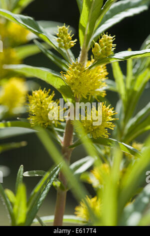 Lysimachia thyrsiflora salicaire, touffetés Banque D'Images