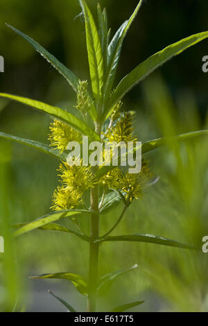 Lysimachia thyrsiflora salicaire, touffetés Banque D'Images