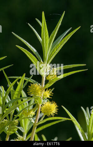 Lysimachia thyrsiflora salicaire, touffetés Banque D'Images