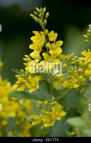 La salicaire, Lysimachia vulgaris jardin Banque D'Images