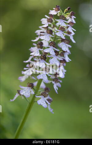 Orchidée pourpre, orchis purpurea Banque D'Images