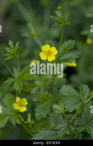 Tormentille, Potentilla erecta Banque D'Images