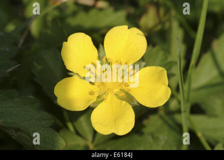 Potentille rampante Potentilla reptans, Banque D'Images