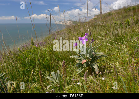 Le Stock - Matthiola incana (Brassicaceae) - sur les falaises de l'île de Wight. Banque D'Images