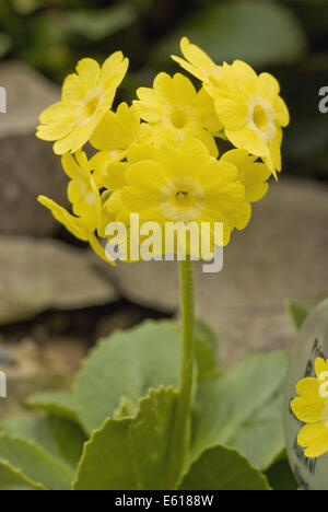 Primula auricula, coucou bleu montagne Banque D'Images