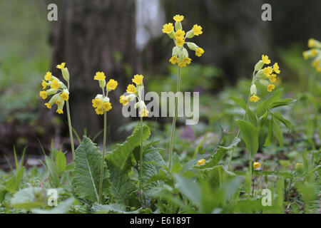 Primula veris cowlip commune, Banque D'Images