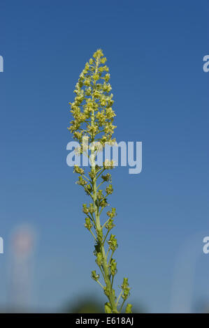 Mignonette Reseda lutea sauvage, Banque D'Images